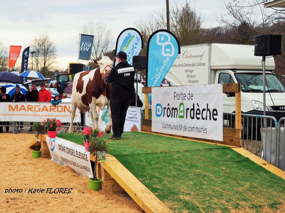 concours de vaches laitiéres