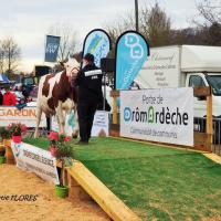 concours de vaches laitiéres