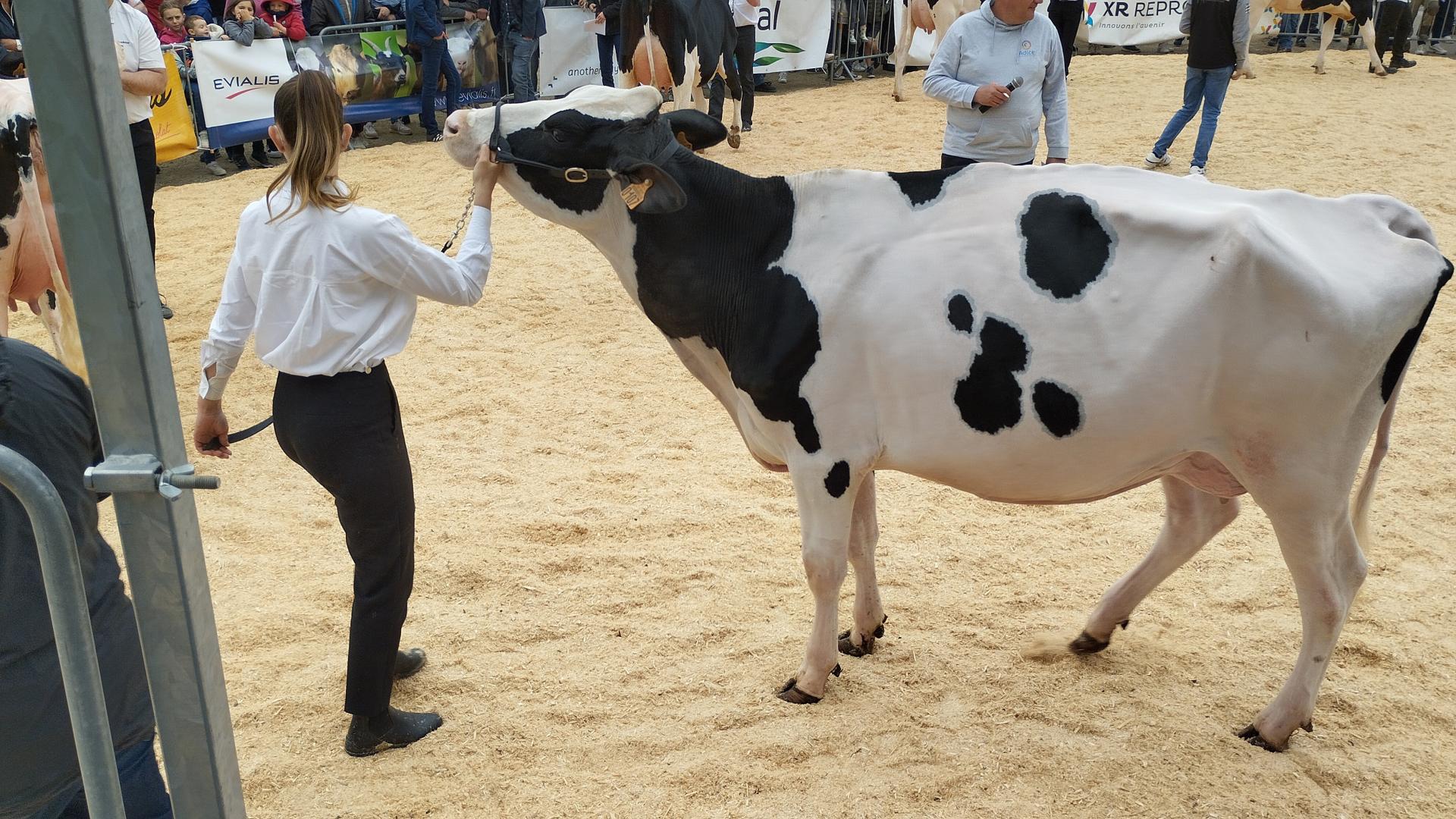 une Prim' Holstein