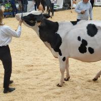 une Prim' Holstein
